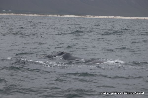 Southern Right Whale, South Africa